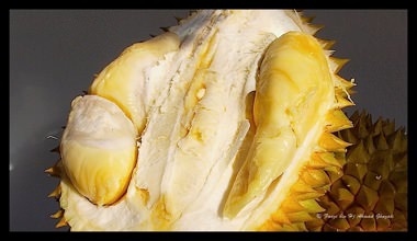 Durian Segamat